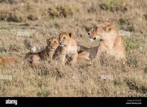 Lion Cub With Mom High Resolution Stock Photography and Images - Alamy