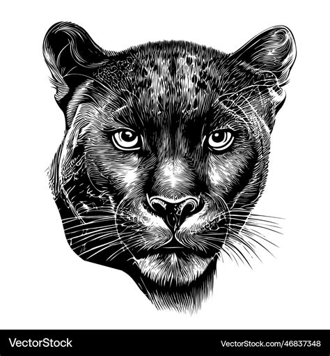 Black panther face hand drawn sketch Royalty Free Vector