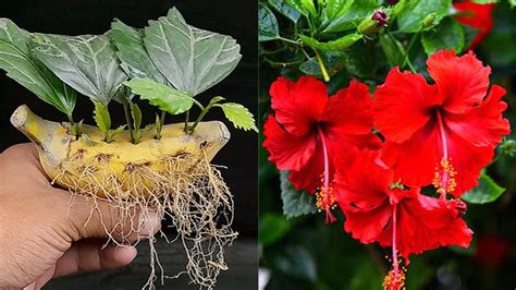 How To Propagate Hibiscus Plant From Leaves On A Banana Youtube