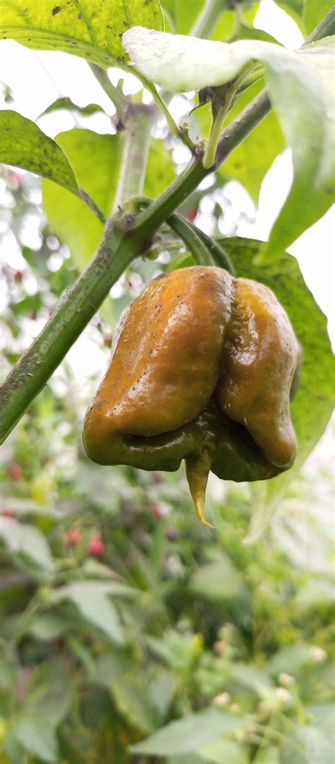 Купить Carolina Reaper Mustard | Сотни видов вкусных семян "Время семян"