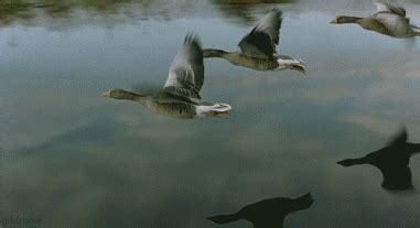 ducks gifs | WiffleGif