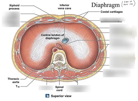 Diaphragm Muscles Diagram | Quizlet