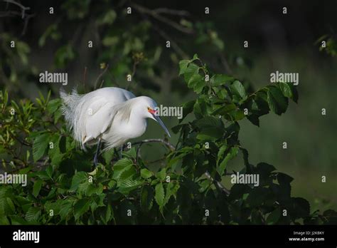 Snowy Egret In Breeding Plumage Jefferson Island Louisiana Stock