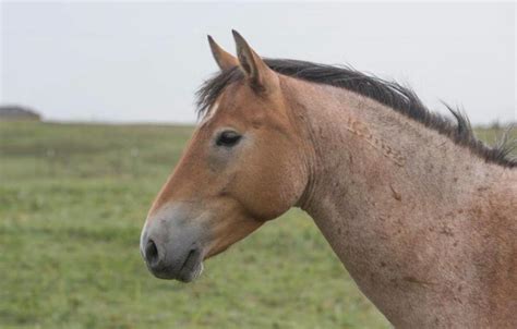 equine behavior social work