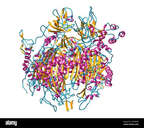 RNA exosome complex, molecular model. This multi-protein complex ...