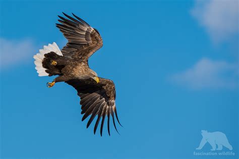 Wild Hokkaido - Fascination Wildlife