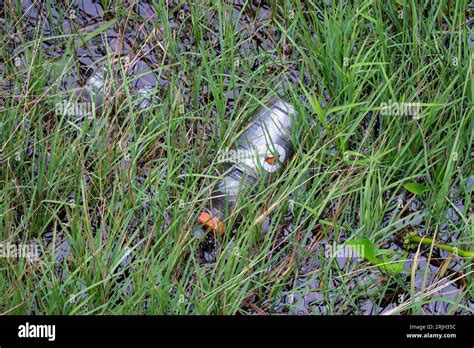 Plastic Pollution Two Empty Plastic Bottles Floating In The Grass And