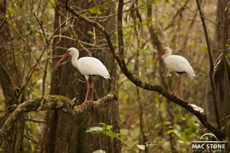 The Sanctuary | Audubon Corkscrew Swamp Sanctuary