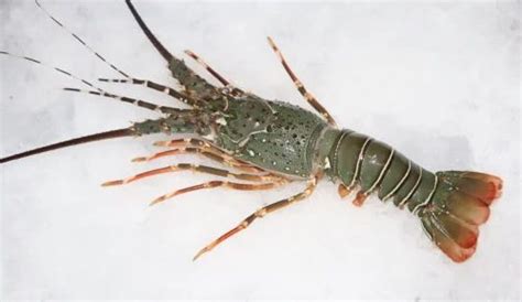 Green Frozen Sand Lobster Packaging Type Loose At In Chennai