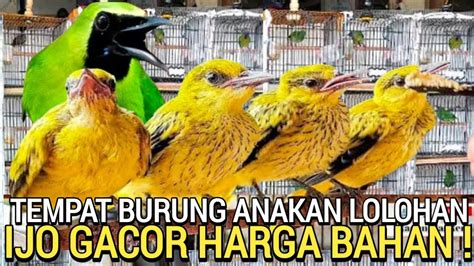 Paling Di Cari Banyak Burung Lolohan Dan Gacor Harga Bahan Di Pasar