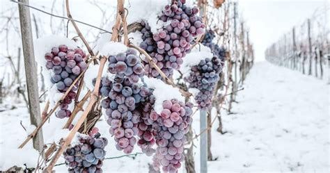 Ice Wine – Germany’s Frozen Dessert Wine | WineLoverMagazine