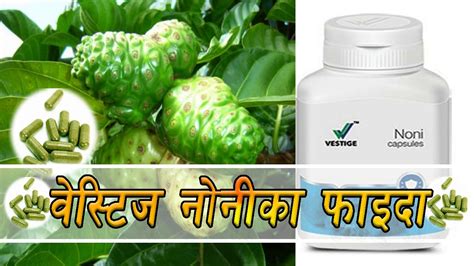 Vestige Noni Product Benefit Of Noni Youtube