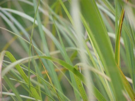 Long Strands Of Grass Or Sedge Explore Dierken S Photos … Flickr Photo Sharing