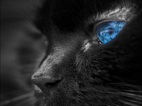 Download Blue Cat Eyes Black Cat Wallpaper