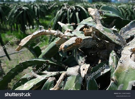 Dragon Fruit Diseases Dragon Dry Stem Stock Photo Shutterstock