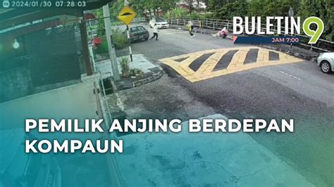 Gigit Pelajar Tuan Anjing Berdepan Kompaun Youtube