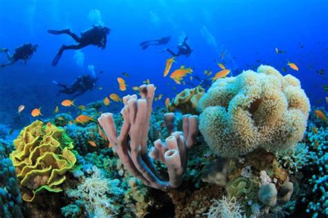 Sharm El Sheikh Diving Holidays: Dive into Red Sea's Wonders!