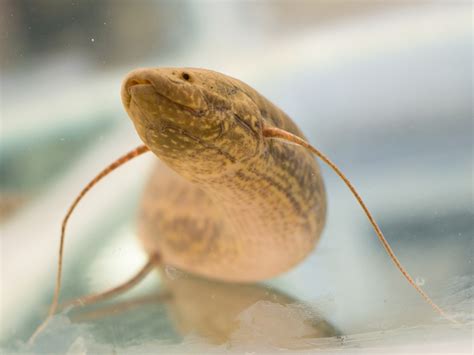 Walking Began Underwater Strolling Fish Discovery Suggests