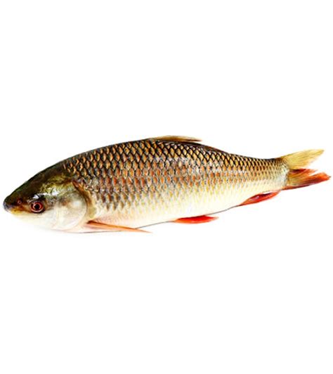 Buy rui-fish--4kg-7kg-70073 Online at Best Price | Othoba.com