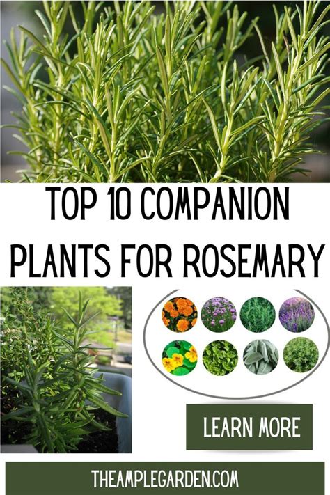 Companion Plants For Rosemary Enhance Growth And Repel Pests