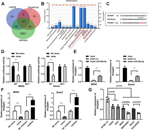 Tp Inp Was A Target Gene Of Mir B P A Venn Diagram Of Downstream