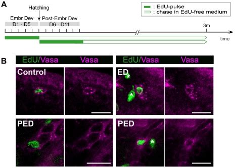 Identification Of Neoblasts Among The Population Of Lrcs Using An