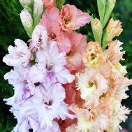 Купить луковицы гладиолусов - широкий выбор сортов почтой.