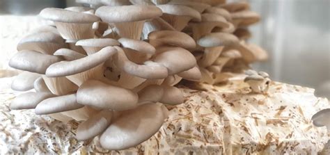 Ideal Growing Conditions for Mushrooms: The Perfect Environment