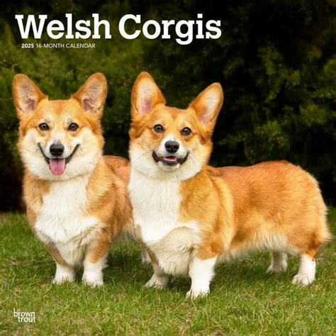 Browntrout Welsh Corgis 2025 Wall Calendar