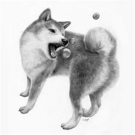 Shiba Inu Drawing at PaintingValley.com | Explore collection of Shiba ...