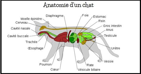 Syst Me Digestif En Anatomie Du Chat Anatomie Chien Anatomie The Best