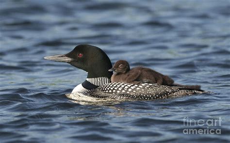 Loon With Chick Photograph by Richard Reinders - Fine Art America