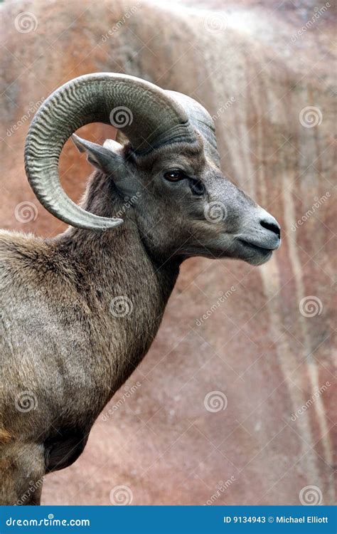 Ram Stock Image Image Of America Male Domestic Mountain 9134943