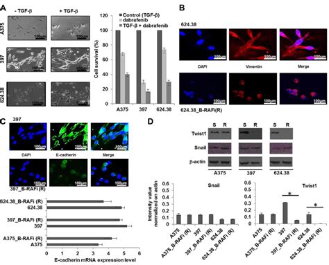 Phenotype Characterization Of Human Melanoma Cells Resistant To Dabrafenib