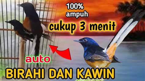 Pancingan Murai Batu Agar Cepat Birahi Dan Kawin Paling Ampuh YouTube