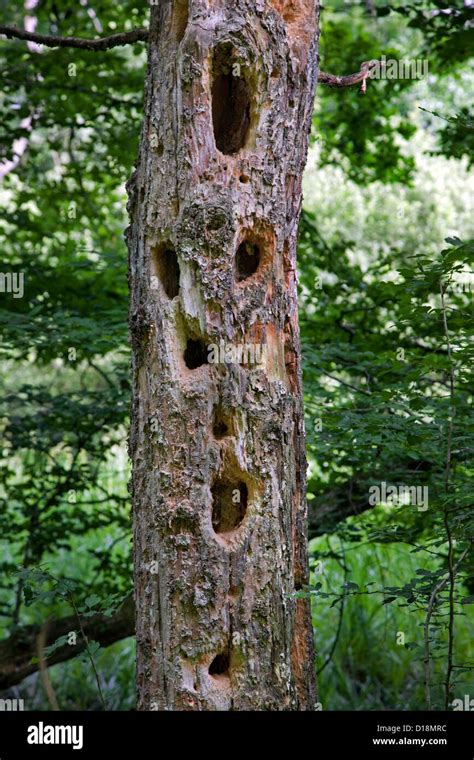 Forer Des Trous Dans Le Bois Mort Du Tronc D Arbre Banque De