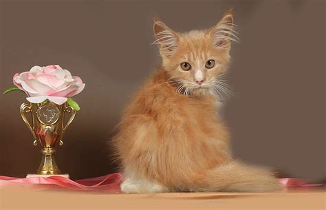 Котята > www.cats-xo.ru