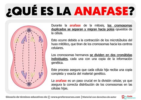 Qu Es La Anafase