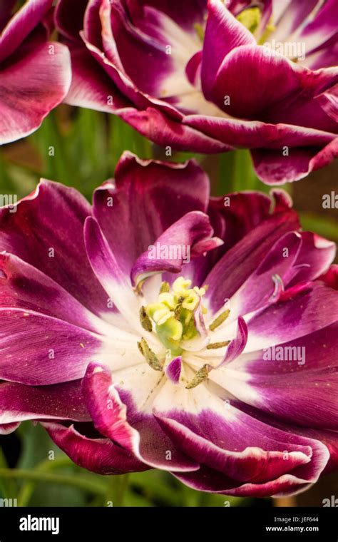 Tulip 'Dream Touch' Stock Photo - Alamy