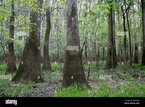 Congaree National Park South Carolina Stock Photo - Alamy