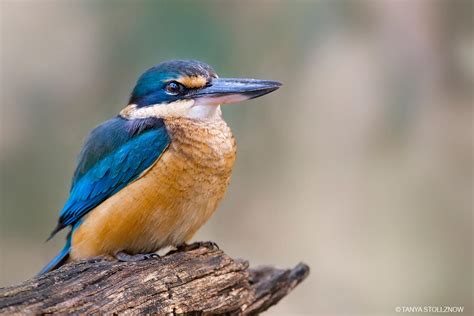 Sacred Kingfisher Bird - Facts | Profile | Diet | Habitat - Bird Baron