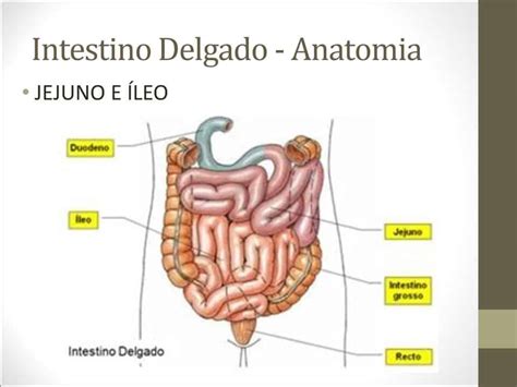Qual A Função Do Intestino Delgado No Sistema Digestório