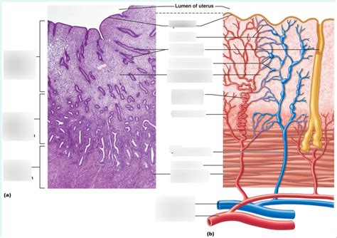 Uterine Wall Layers