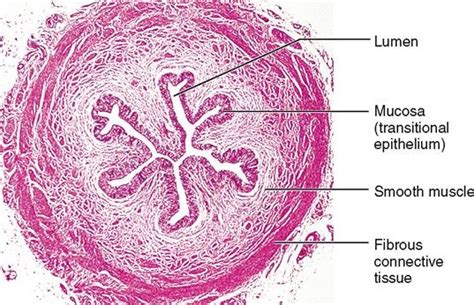 ureter cross section under microscope Diagram | Quizlet