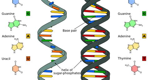 Rna Base Pairing Complexity In Living Cells Visualized By Correlated