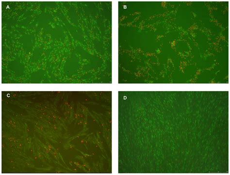 Cytotoxicity Of Mycolactone On Helf Cells A And B Show The Effect Of