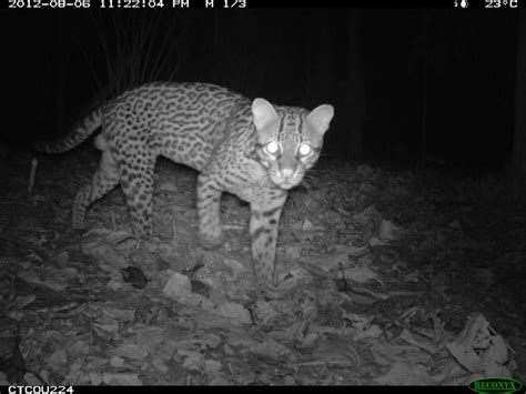 Cámaras trampa animales que nunca pensaste ver tan cerca Semana