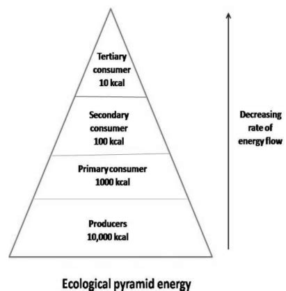 What is ecological pyramid? How energy flows across pyramid?