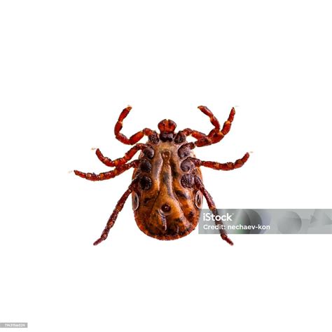 Virus Ensefalitis Atau Penyakit Lyme Borreliosis Atau Dermacentor