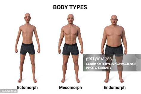 Male Body Types Chart